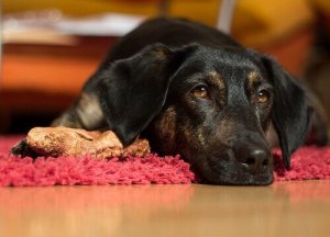 chien intoxiqué par la marijuana