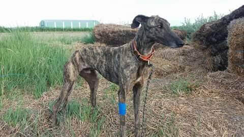 aider les chiens rescapés