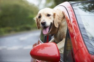 chien dans la voiture