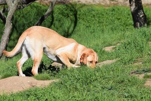 apprendre à son chien à pister