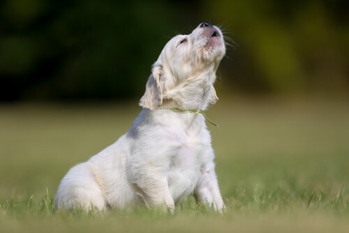 Les chiens aboient pour différentes raisons