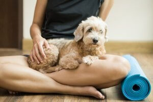 Exercices de yoga à faire avec votre chien