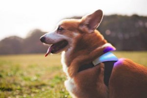 Voulez-vous savoir ce que votre chien ressent ? Inupathy va vous y aider !