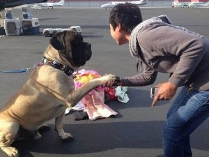 chien sauvé par Wings of Rescue
