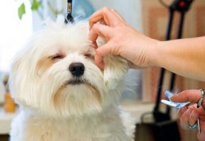 Votre chien a le poil dur ? Adoptez la technique stripping !