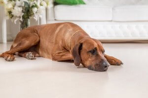 Le pessimisme est également dangereux pour les chiens