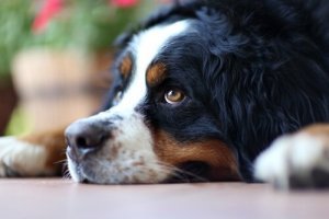 chien atteint de pessimisme