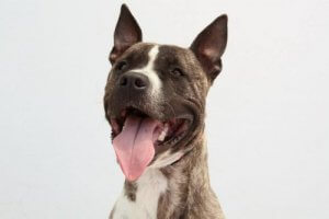 Ecoy, le chien volé et forcé à participer à des combats illégaux, cherche un foyer