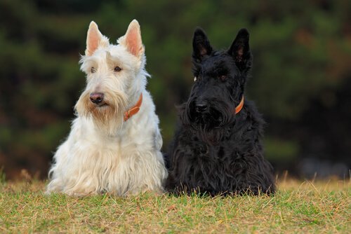 Découvrez 4 Races De Chiens écossais Mes Animaux