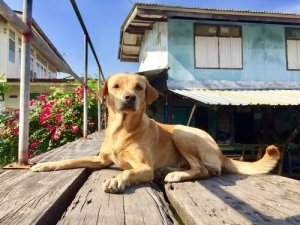Règles à garder à l'esprit à propos de notre animal de compagnie dans un espace commun