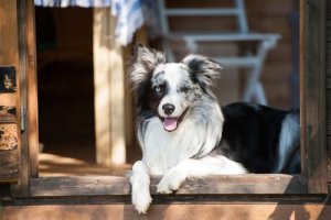 Pourquoi les chiens voient des portes invisibles