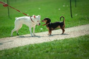 Pourquoi les chiens se sentent-ils ?