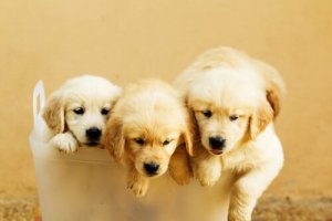 Chiots abandonnés : n'en faites pas des animaux jetables !