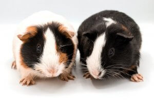 Curiosités sur les cochons d'Inde