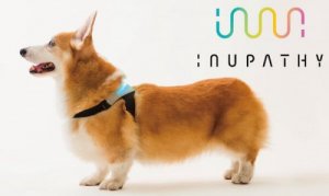 Un collier intelligent qui peut vous dire comment se sent votre chien