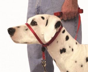 Collier muserolle : comment l'utiliser correctement