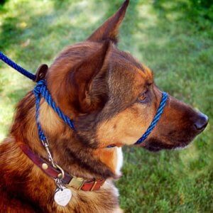chien qui porte un collier muserolle