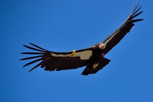 condor en vol
