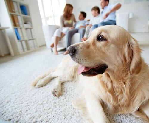 conseils pour s'occuper d'un chien de grande taille