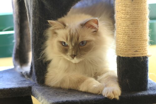 comment faire pour que le chat utilise son griffoir ?