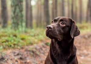 La couleur d'un chien pourrait affecter sa longévité