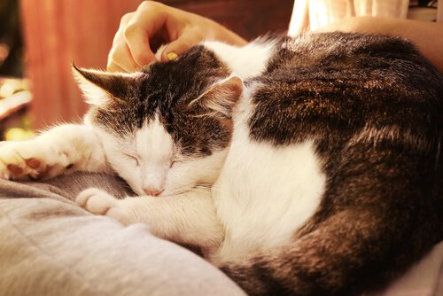 curiosités sur les chats