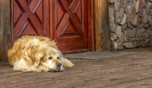 Déménagement : comment cela affecte les chiens ?
