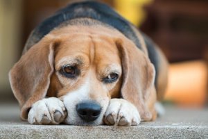 Quels sont les risques que représente le diabète chez les chiens ?