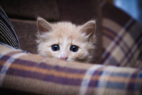 Est-il nécessaire de socialiser les chats ?