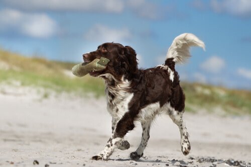 la consultation éthologique du chien