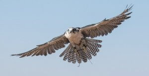 Le faucon, un oiseau imposant