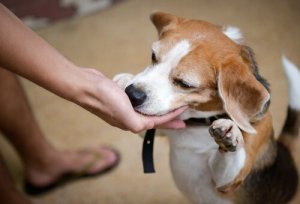 Friandises pour chiens, une bonne idée à usage modéré