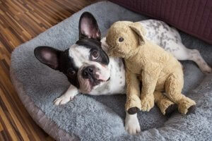 Existe-t-il une garde partagée pour les animaux domestiques ?