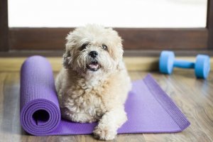 Connaissez-vous les gymnases pour chiens ?