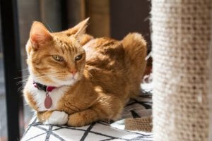 Griffoir : pourquoi mon chat ne l'utilise-t-il pas ?