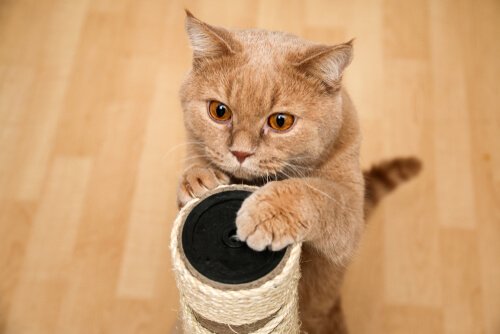 griffoir pour chat