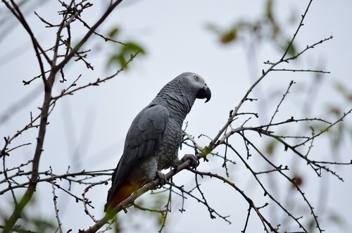 L'habitat du Gris du Gabon