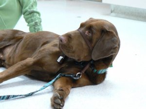chien avec un collier muserolle