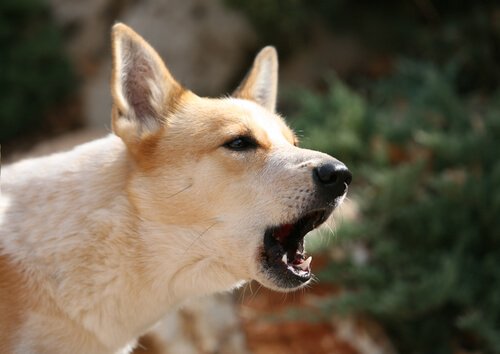 Un chien en train d'aboyer