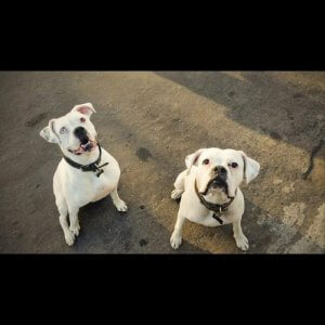 L'histoire de Toby : "Quand je l'ai adopté, il était déshydraté"