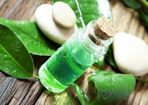 L'huile d'arbre à thé, une alliée contre les parasites