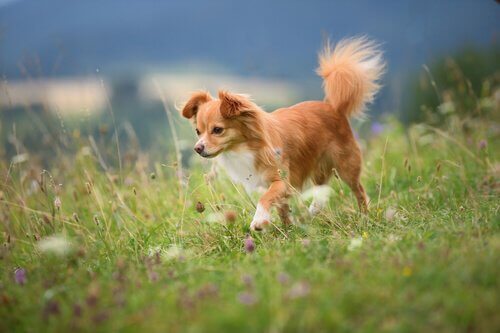 instinct de pister chez le chien