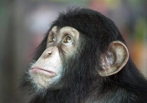 Chien ou chimpanzé : qui est le plus intelligent ?