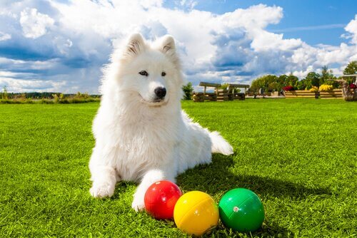 gymnases pour chiens
