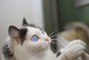 La musique influence les chiens, mais qu'en est-il des chats ?