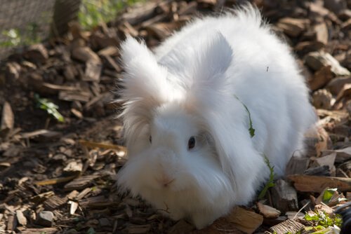 Comment élever un lapin nain angora - Mes Animaux