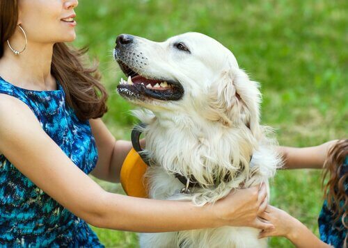 Un chien heureux