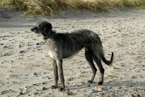 le lévrier écossais, le plus rapide des chiens écossais