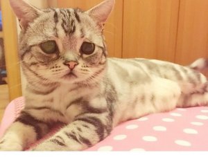 Nous vous présentons Luhu, le chat au visage triste