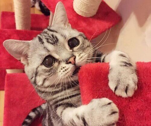 Luhu et les autres animaux célèbres